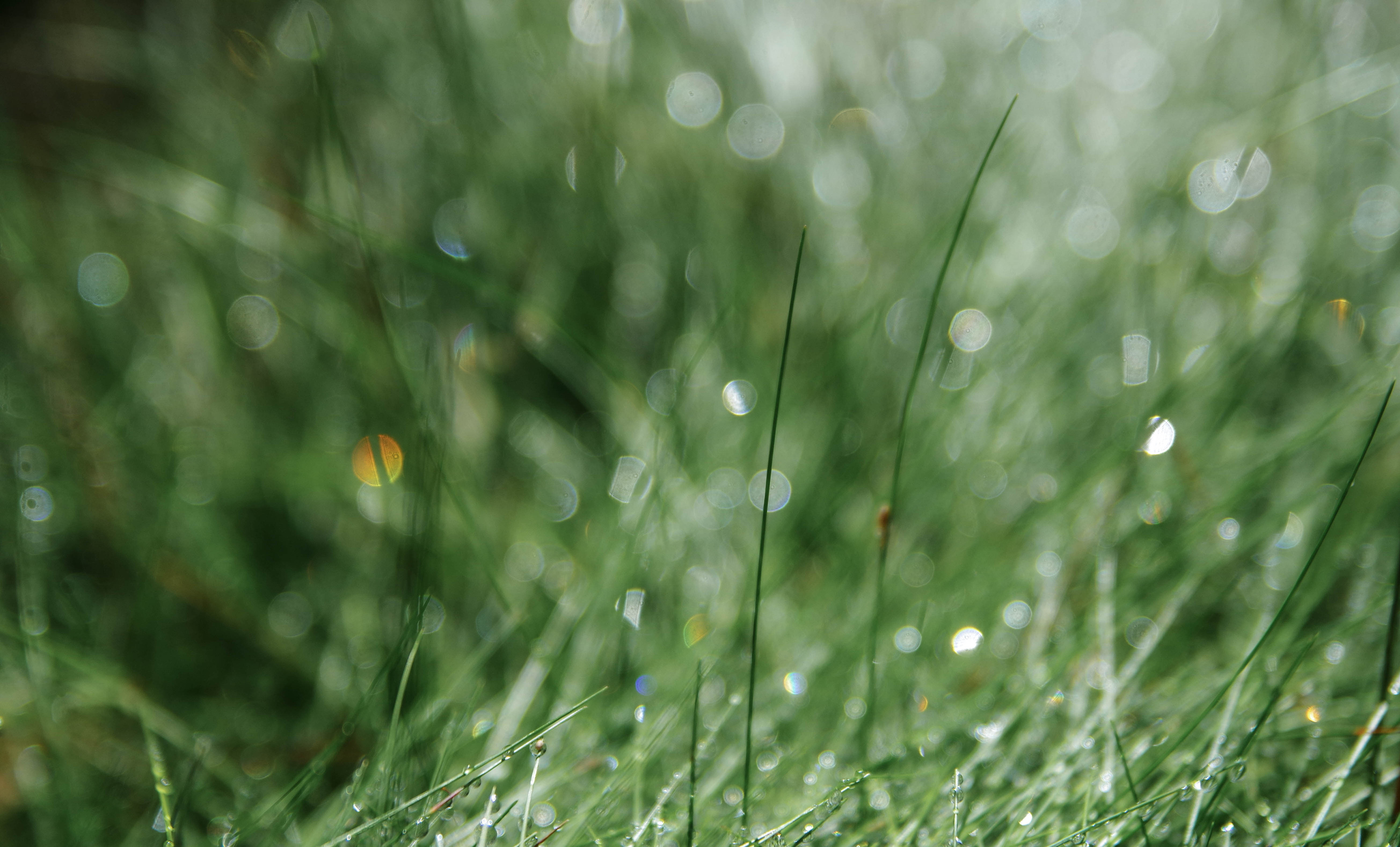 Close-Up Photo Of Grass